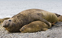Southern elephant seal (Mirounga leonina) pair mating. Satellite male mounting a harem female before the dominant male beach master realizes. Fortuna Bay, South Georgia, Antarctica. November