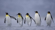 King Penguin (Aptenodytes patagonicus) group in snow storm, Salisbury Plain, South Georgia, Antarctica. November