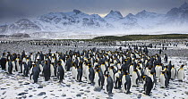 King Penguin (Aptenodytes patagonicus) flock on shoreline in snow storm, Salisbury Plain, South Georgia, Antarctica. November