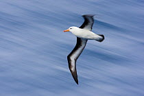 Black-browed Albatross (Thalassarche melanophrys) in flight over the Southern Ocean, Antarctica. November