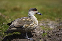 Crested Duck (Lophonetta specularioides) Port Stanley, East Falkland Islands. November