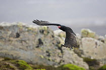 Turkey vulture (Cathartes aura) in flight over rock, near Gypsy Cove, East Falkland Islands. November