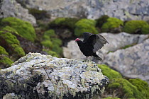 Turkey vulture (Cathartes aura) on rock, near Gypsy Cove, East Falkland Islands. November