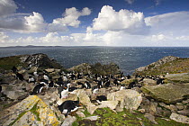 Rockhopper penguin (Eudyptes chrysocome) colony, East Falkland Islands. November
