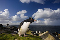 Rockhopper penguin (Eudyptes chrysocome) at colony, East Falkland Islands. November
