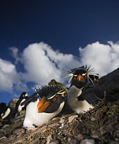 Rockhopper penguin (Eudyptes chrysocome) pair at colony, East Falkland Islands. November