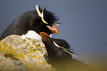 Rockhopper penguin (Eudyptes chrysocome) pair interacting, East Falkland Islands. November