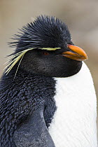 Rockhopper penguin (Eudyptes chrysocome) portrait, East Falkland Islands. November