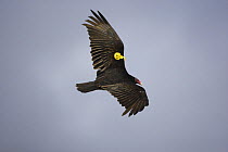 Tagged Turkey vulture (Cathartes aura) in flight, East Falkland Islands. November