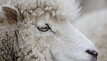 Merino sheep (Ovis aries) portrait, East Falkland Island. November