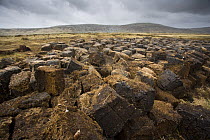 Peat blocks dug from peat bog and laid out to dry, East Falkland Island. November