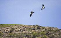 Andean condor (Vultur gryphus) fighting in the air over Valle Nevado, Santiago, Chile. October.