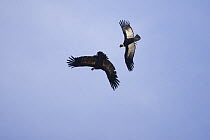 Andean condor (Vultur gryphus) fighting in the air over the Andean mountains near Valle Nevado, Santiago, Chile. October.