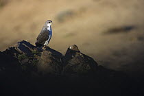 Red-backed buzzard / hawk (Buteo polyosoma) in the Andean mountains near Valle Nevado, Santiago, Chile. October.