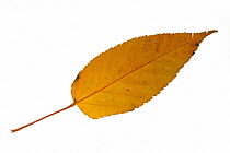Pre David's maple (Acer davidii) leaf in autumn colours, native to China