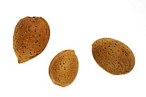 Almond nuts (Prunus dulcis) in shell, Europe