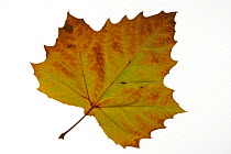 American sycamore / American plane / Occidental plane / Buttonwood (Platanus occidentalis) leaf in autumn colours, native to North America