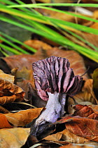 Amethyst deceiver toadstool (Laccaria amethystea / amethystina) in beech forest, Belgium