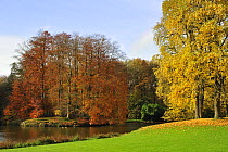 Parkland in autumn with Beech tree (Fagus sylvatica) and Tulip tree / Yellow poplar (Liriodendron tulipifera) Nobvember, Belgium