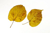 Basswood / American linden / Lime-tree (Tilia americana) leaves in autumn colours, native to eastern North America