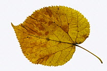 Basswood / American linden / Lime-tree (Tilia americana) leaf in autumn colours, native to eastern North America