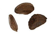 Brazil nuts (Bertholletia excelsa), native to South America