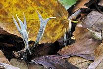 Candlesnuff fungus (Xylaria hypoxylon) among leaf litter, Belgium