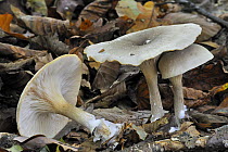 Clouded funnel / agaric fungus (Clitocybe nebularis) amongst fallen beech leaves, Belgium