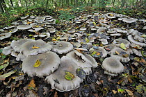 Clouded funnel / agaric fungus (Clitocybe nebularis) growing in ring formation on woodland floor, Belgium