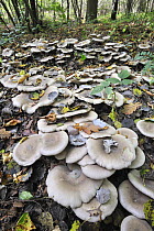 Clouded funnel / agaric fungus (Clitocybe nebularis) growing in ring formation on woodland floor, Belgium