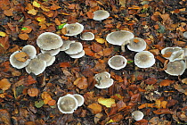 Clouded funnel / agaric fungus (Clitocybe nebularis) growing on woodland floor, Belgium
