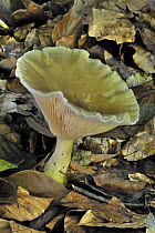 Club foot / Club-footed agaric fungus (Clitocybe clavipes) amongst fallen beech leaves, Belgium