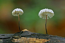 Pinwheel mushroom / Collared parachute fungus(Marasmius rotula), Belgium