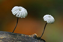 Pinwheel mushroom / Collared parachute fungus(Marasmius rotula), Belgium