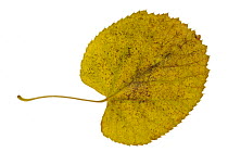 Common lime tree (Tilia x vulgaris / Tilia x europaea) leaf in autumn colours, Europe