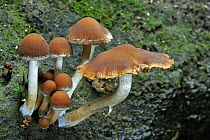 Common stump brittlestem fungus (Psathyrella piluliformis), Belgium