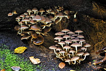 Common stump brittlestem fungus (Psathyrella piluliformis) Belgium