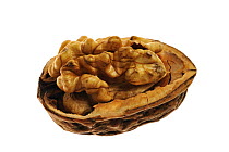 Common walnut (Juglans regia) kernel nut exposed in shell, native to Southern Europe and Asia