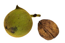 Common walnut (Juglans regia) fruit and nut, native to Southern Europe and Asia