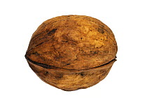 Common walnut (Juglans regia), native to Southern Europe and Asia
