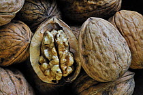 Common walnuts (Juglans regia) with seed exposed inside shell, native to Southern Europe and Asia