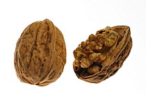 Common walnuts (Juglans regia) seed exposed in shell, native to Southern Europe and Asia