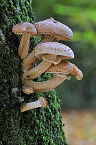 Dark honey fungus (Armillaria mellea) toadstools on infected tree, Belgium