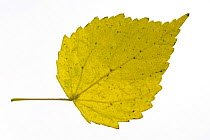Downy / White birch (Betula pubescens) leaf in autumn colours, native to Northern Europe
