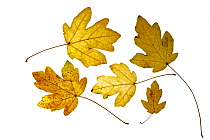 Field maple (Acer campestre) leaves in autumn colours, Europe
