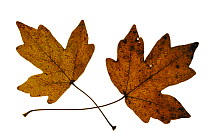 Field maple (Acer campestre) leaves in autumn colours, Europe
