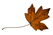 Field maple (Acer campestre) leaf in autumn colours, Europe