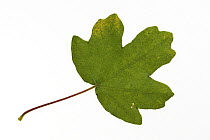 Field maple (Acer campestre) leaf, Europe