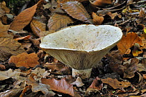Fleecy milkcap fungus (Lactarius vellereus) among autumn leaves, Belgium