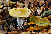 Geranium brittlegill fungus (Russula fellea) among fallen beech leaves in autumn, Belgium